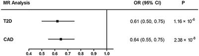 Association of Educational Attainment With Adiposity, Type 2 Diabetes, and Coronary Artery Diseases: A Mendelian Randomization Study